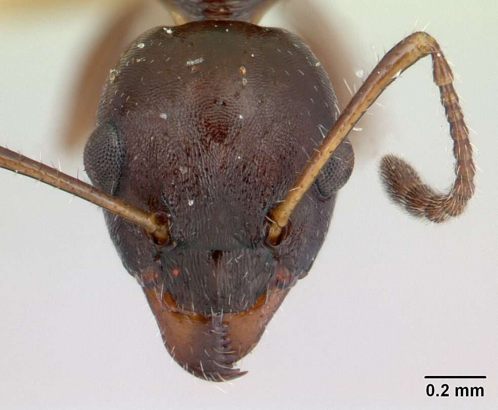 Image de Myrmecorhynchus emeryi Andre 1896