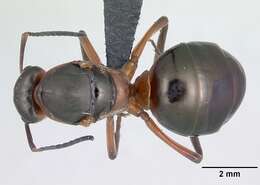 Image of European Red Wood Ant