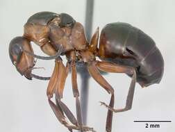 Image of European Red Wood Ant