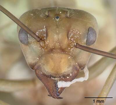 Image of weaver ant