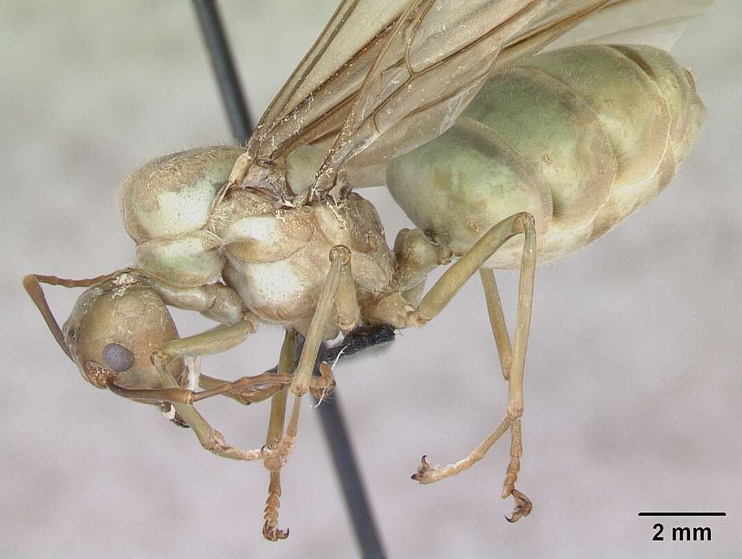 Image of weaver ant