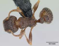 Image of Tetramorium impurum (Foerster 1850)