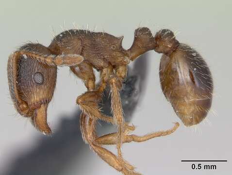 Image of Tetramorium impurum (Foerster 1850)