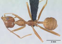 Image of weaver ant