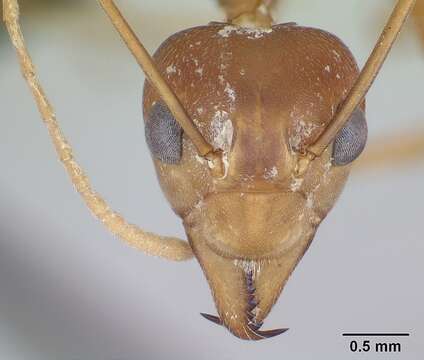 Image of weaver ant