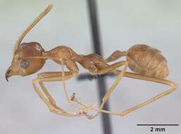 Image of weaver ant