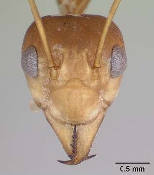 Image of weaver ant