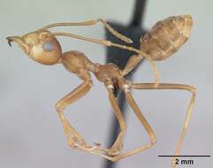 Image of weaver ant