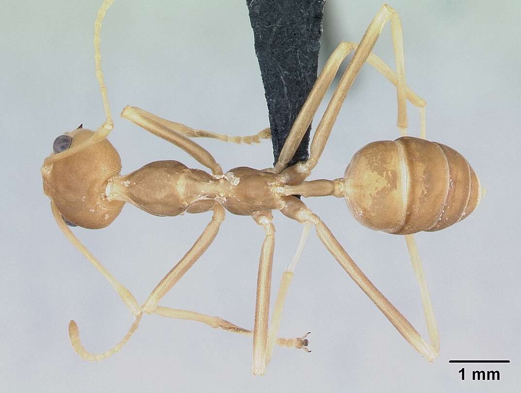 Image of weaver ant