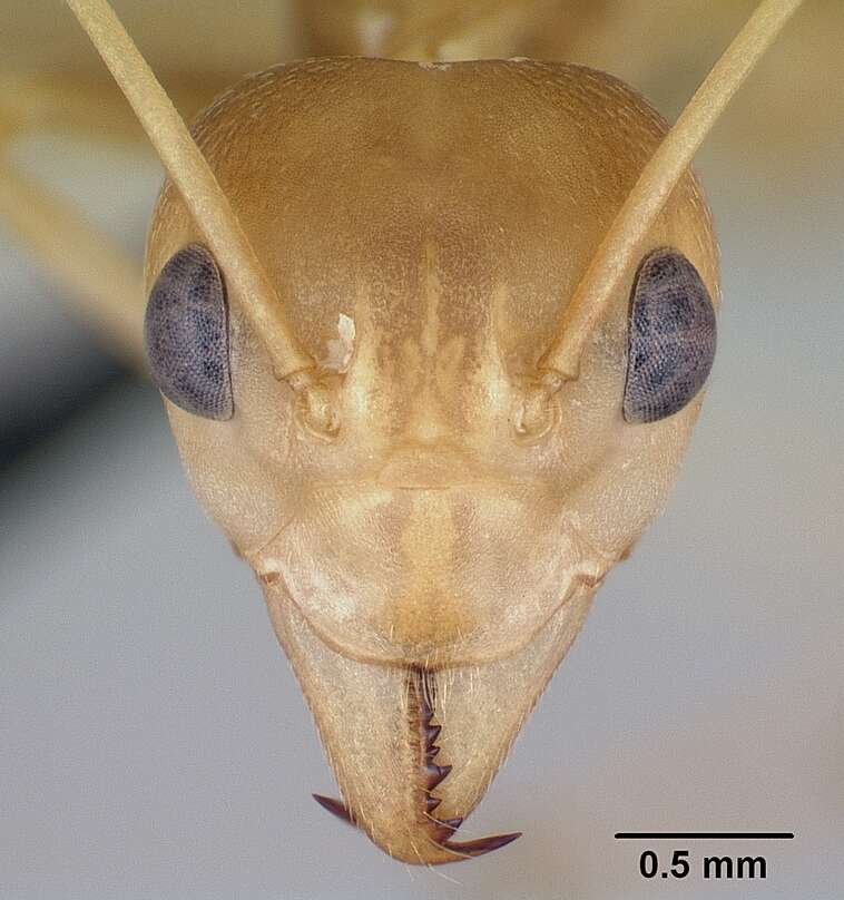 Image of weaver ant