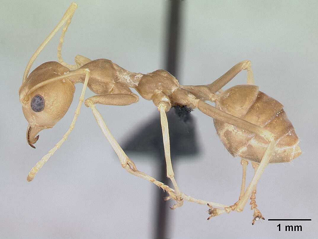 Image of weaver ant