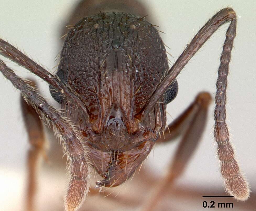 Image of Aphaenogaster mariae Forel 1886