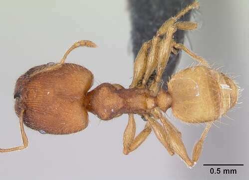 Image of Pheidole bilimeki Mayr 1870