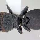 Imagem de Cephalotes angustus (Mayr 1862)