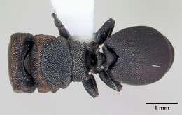 Cephalotes angustus (Mayr 1862) resmi