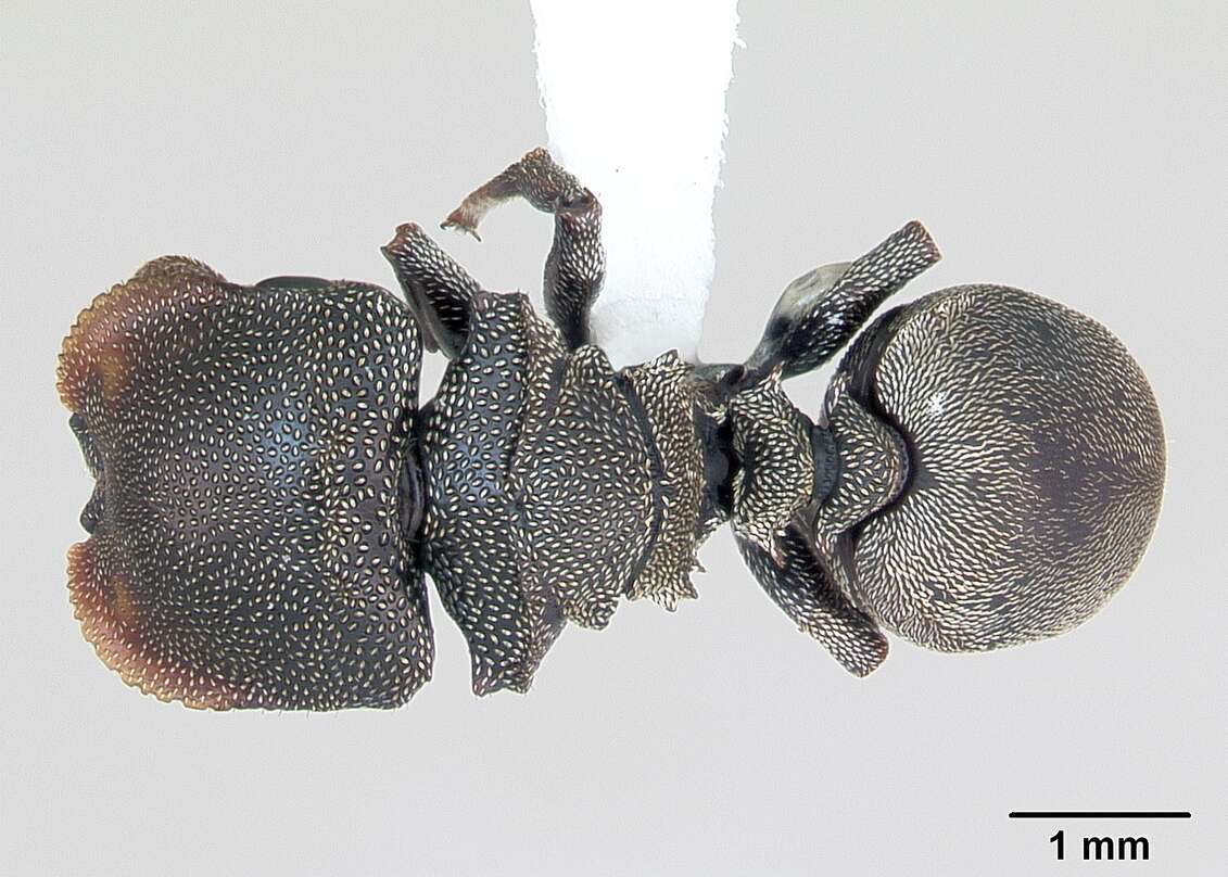 Image de Cephalotes depressus (Klug 1824)