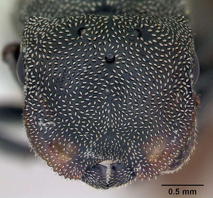 Image de Cephalotes depressus (Klug 1824)