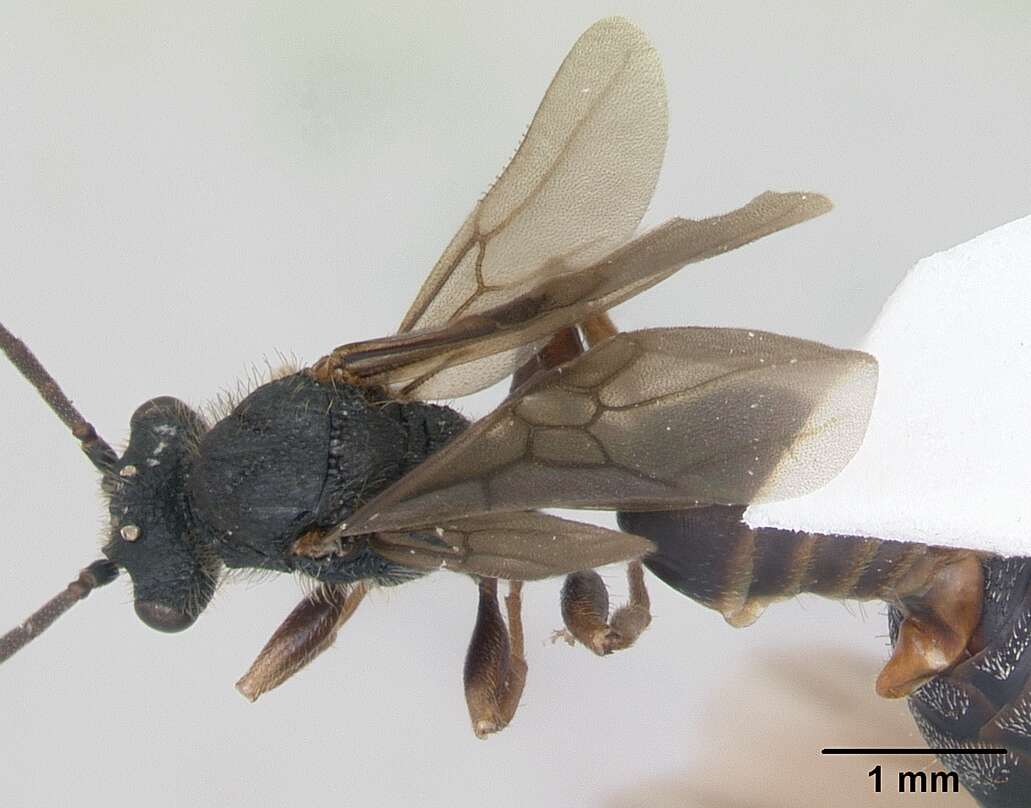 Image de Cephalotes depressus (Klug 1824)