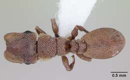 Cephalotes incertus (Emery 1906) resmi