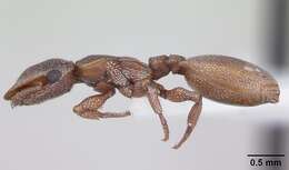 Cephalotes incertus (Emery 1906) resmi