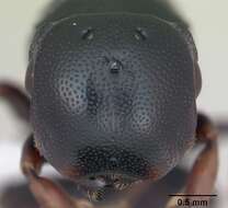 Image of Turtle Ants