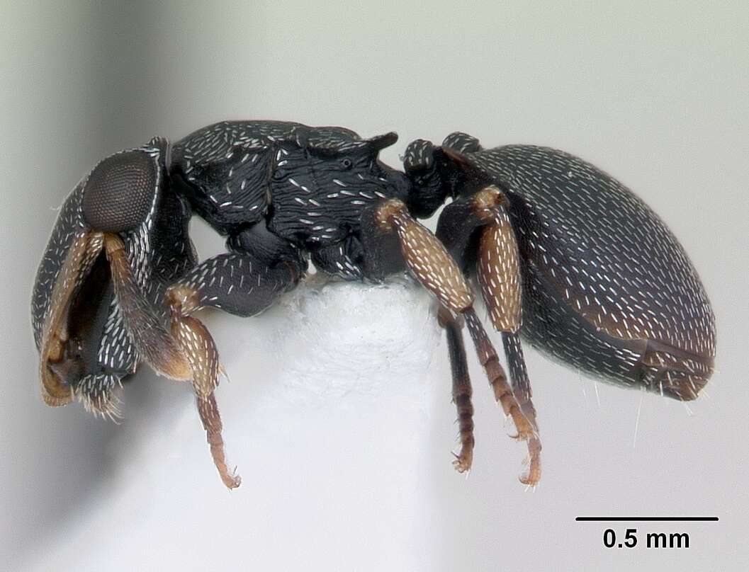 Cephalotes resmi