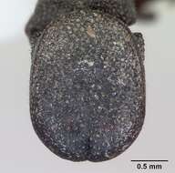 Image de Cephalotes pallidoides De Andrade 1999