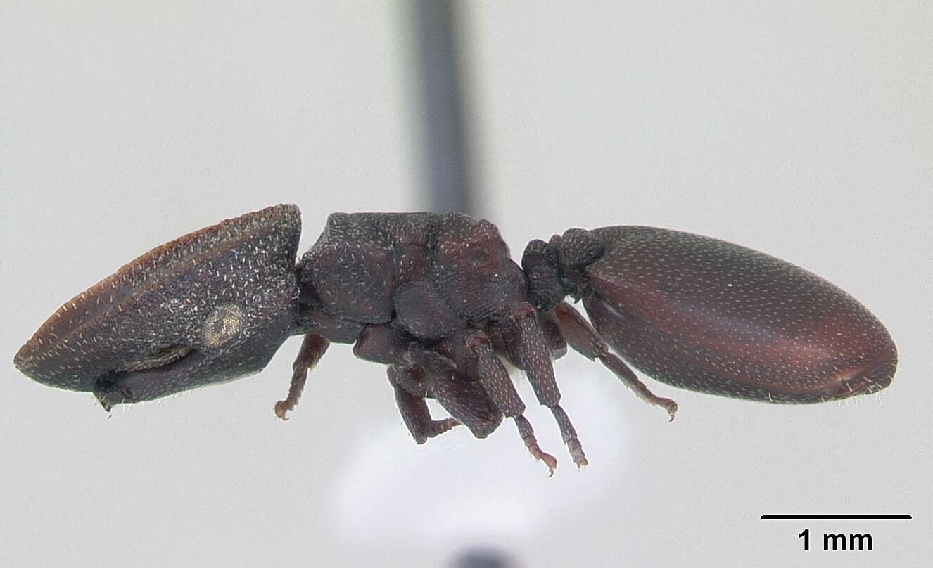 Image de Cephalotes pallidoides De Andrade 1999