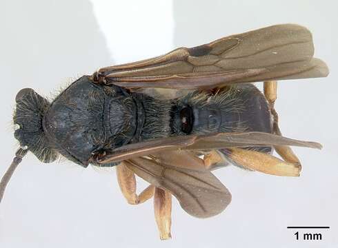 صورة Cephalotes pusillus (Klug 1824)