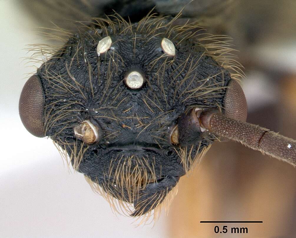 صورة Cephalotes pusillus (Klug 1824)