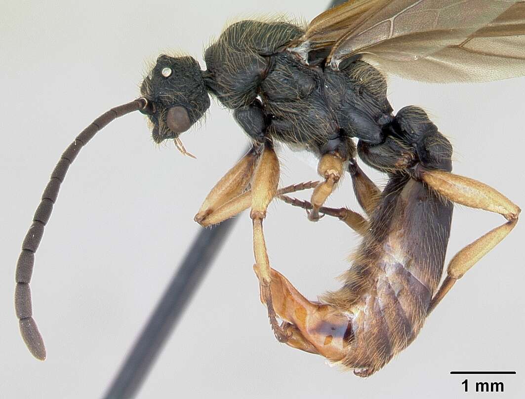 صورة Cephalotes pusillus (Klug 1824)