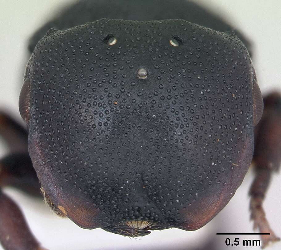 صورة Cephalotes pusillus (Klug 1824)