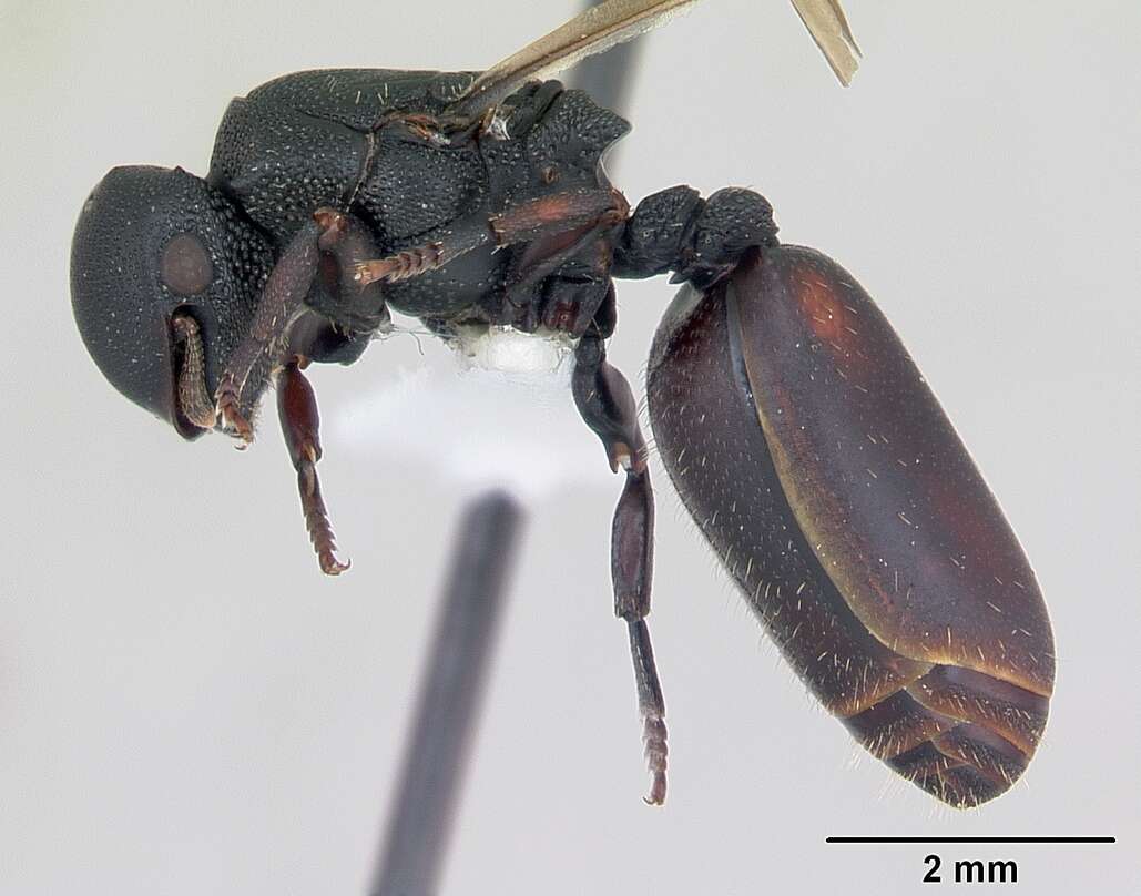 صورة Cephalotes pusillus (Klug 1824)