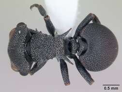 صورة Cephalotes pusillus (Klug 1824)