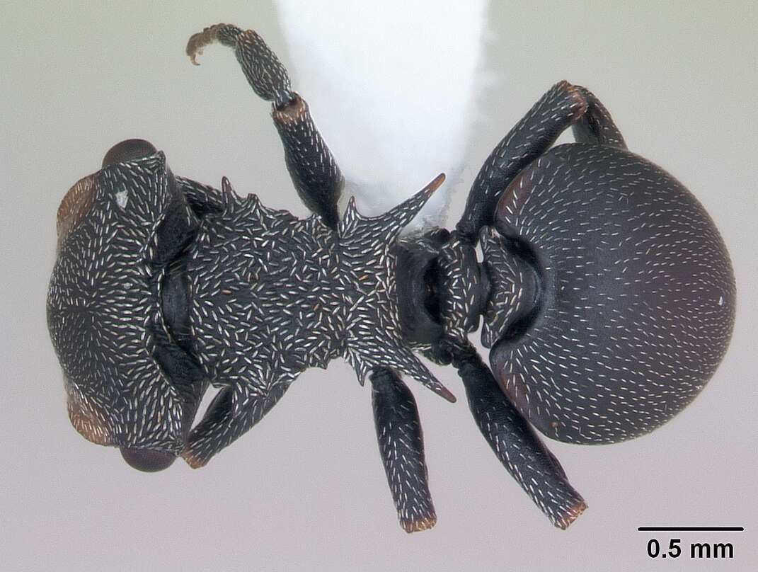 صورة Cephalotes pusillus (Klug 1824)