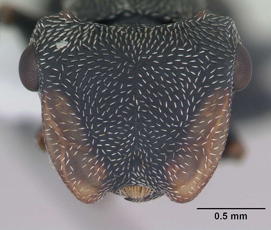 صورة Cephalotes pusillus (Klug 1824)