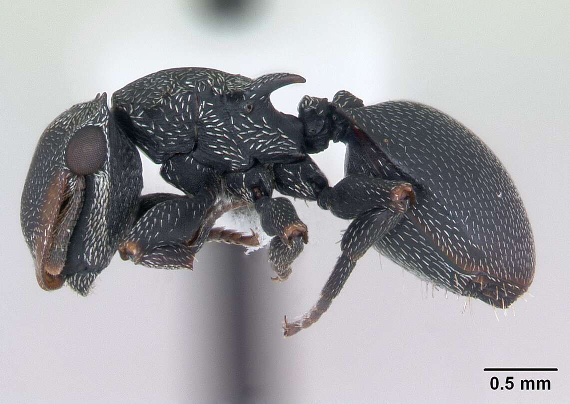 صورة Cephalotes pusillus (Klug 1824)