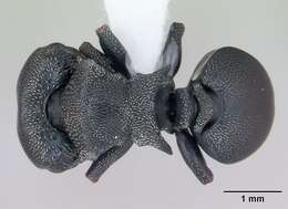 صورة Cephalotes pusillus (Klug 1824)