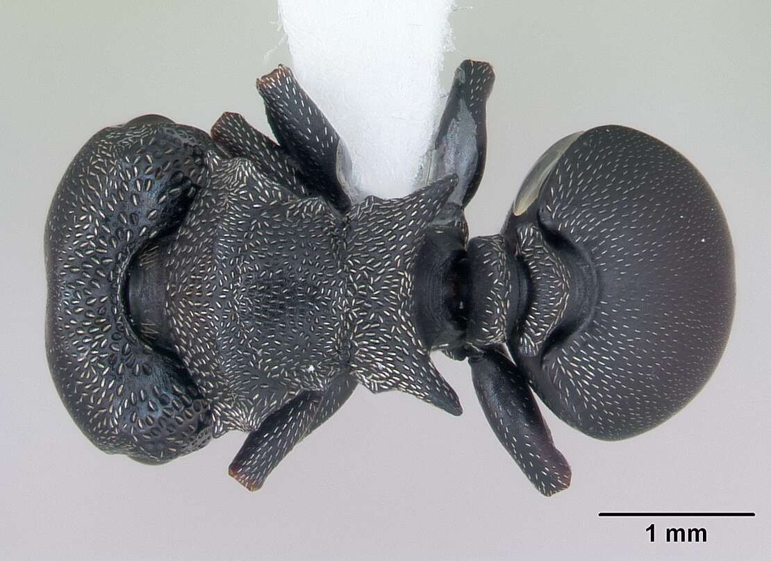 صورة Cephalotes pusillus (Klug 1824)