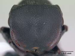 صورة Cephalotes pusillus (Klug 1824)