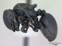 صورة Cephalotes pusillus (Klug 1824)