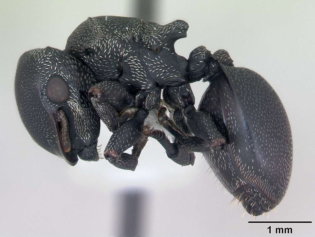 صورة Cephalotes pusillus (Klug 1824)