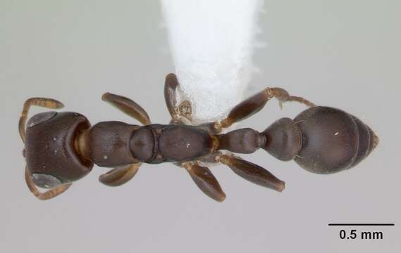 Image of Pseudomyrmex