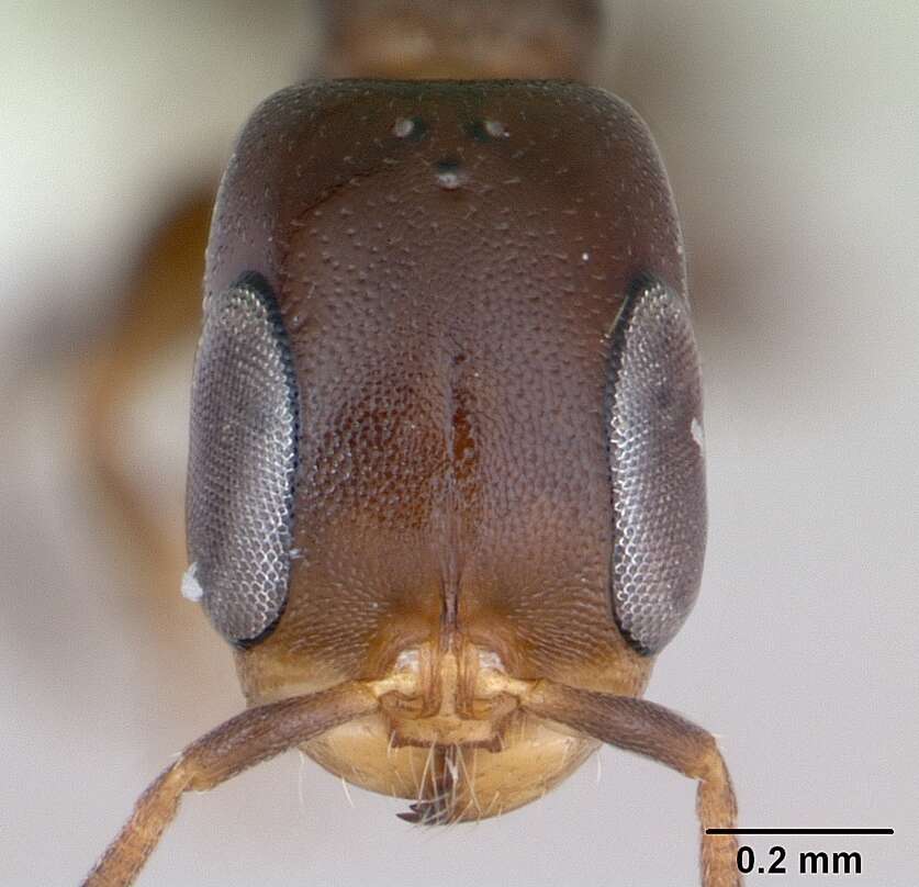 Image of Pseudomyrmex