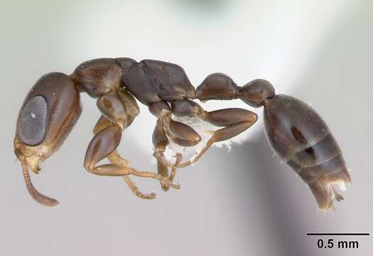 Image of Pseudomyrmex