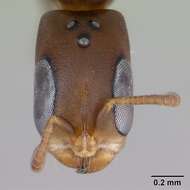 Image of Pseudomyrmex