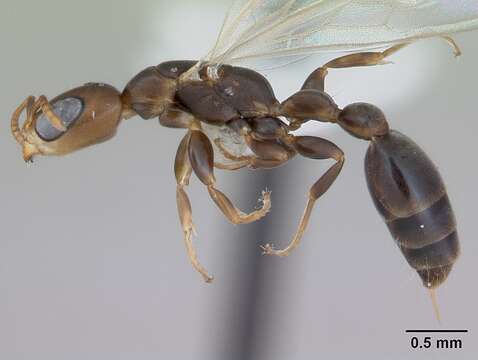 Image of Pseudomyrmex