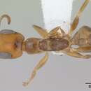 Image of Pseudomyrmex euryblemma (Forel 1899)