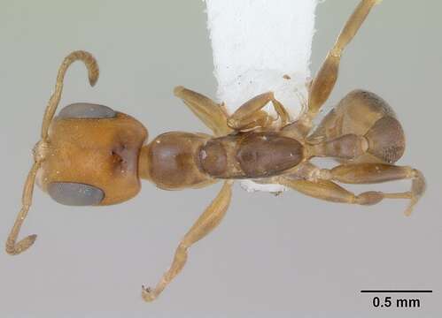 صورة Pseudomyrmex euryblemma (Forel 1899)