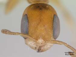 صورة Pseudomyrmex euryblemma (Forel 1899)